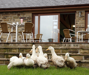  Ice Cream Parlour | Falshaw's Farm Shop